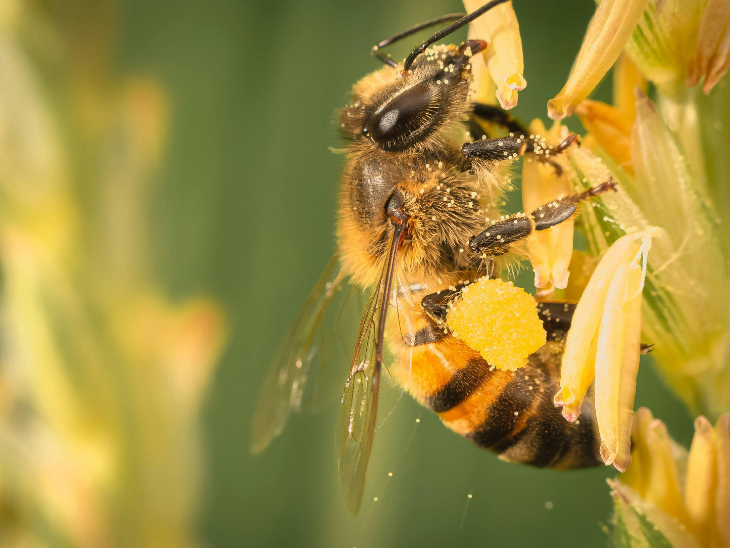 bee with pollen - bee powered skincare ingredients