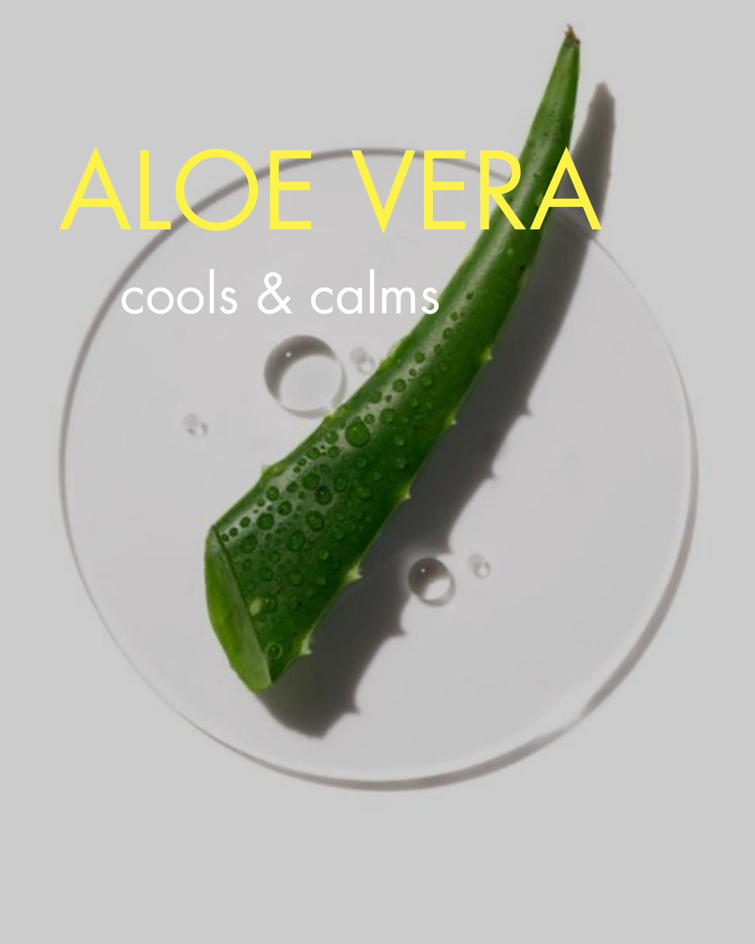 aloe vera extract as an ingredient in Skinbuzz organic skincare