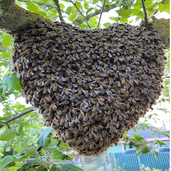 Why Are Organic Bees Happier? The Skinbuzz Guide to Organic Bee Farming