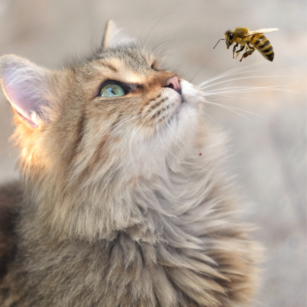 Queen Bees & Cat Ladies: Reclaiming Feminine Power
